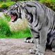 Image for article titled Could the mythical blue tiger actually exist?